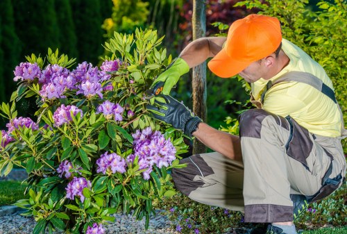 Healthy lawn care service in Ardleigh Green with neatly maintained grass