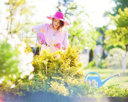 Healthy and neatly trimmed garden hedges in Ardleigh Green
