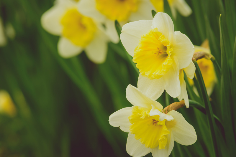 irrigation system garden